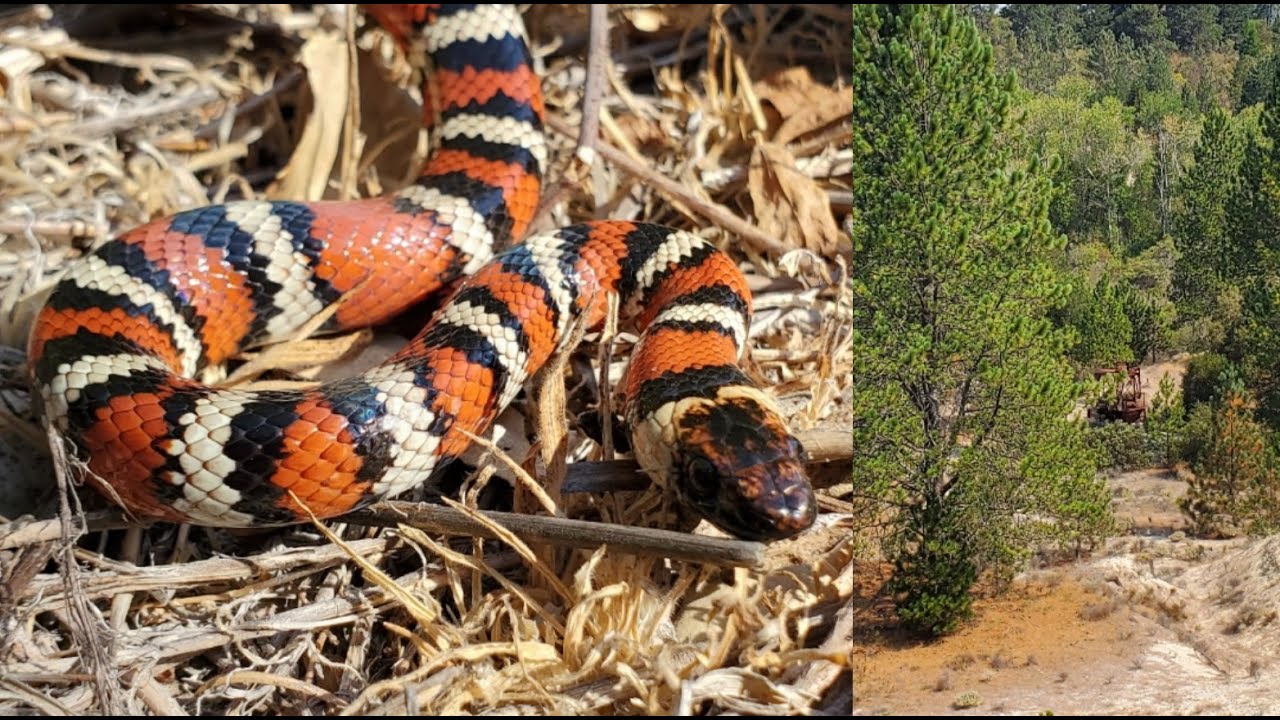 California Herping (Bay Area) The California Mountain Kingsnake, a Frog Bonanza, and More