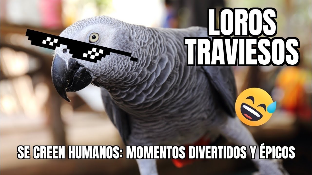 &iexcl;No podr&aacute;s creer lo que hacen! 🦜 Los Loros m&aacute;s Divertidos y Graciosos de 2026