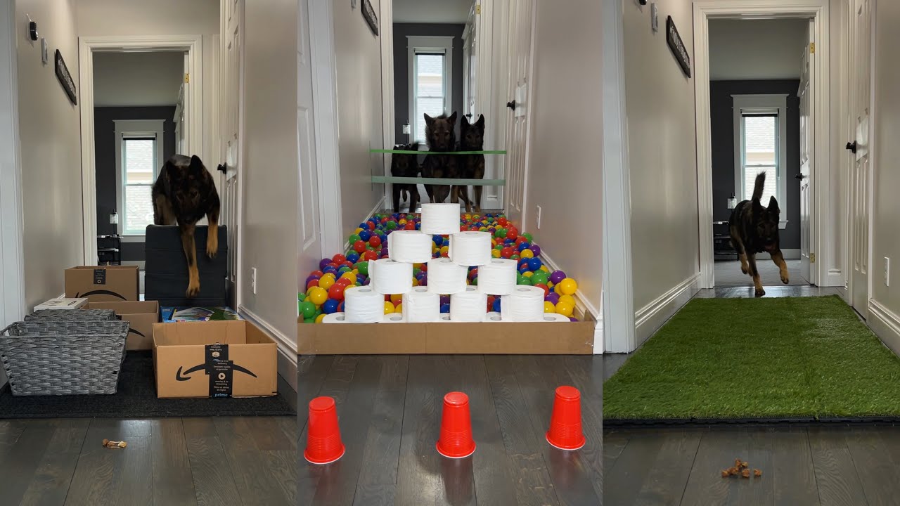 Dog Obstacle Course Challenge