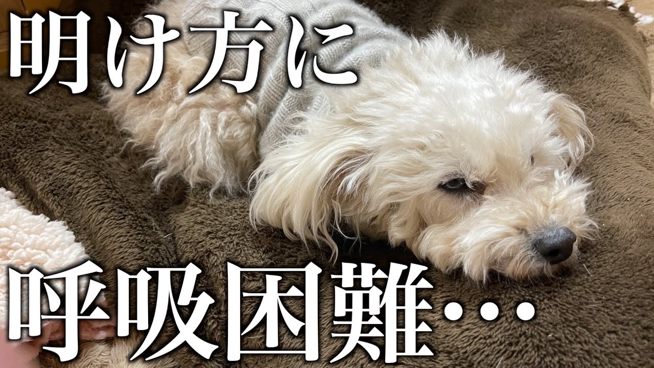 震えと呼吸困難がおさまらず動物病院へ…そこで診断された病名が重すぎた。