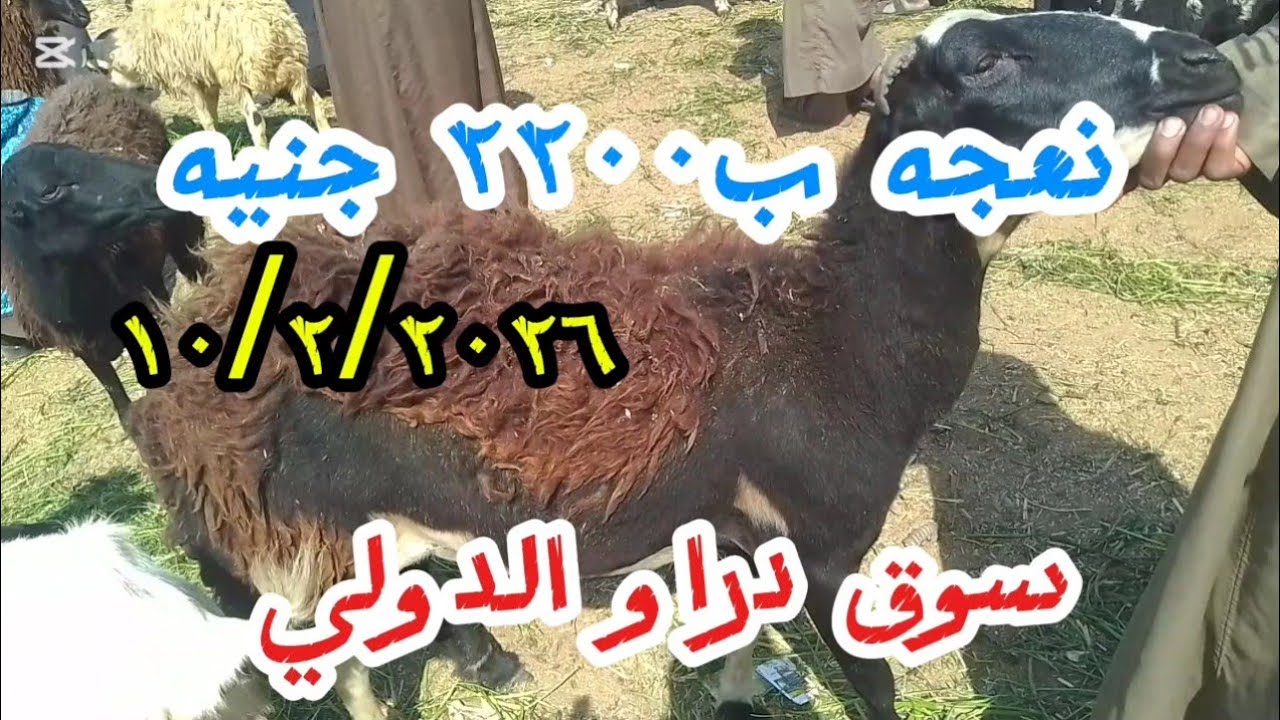 اسعارالغنم والماعز داخل سوق دراو ١١ فبراير ٢٠٢٦