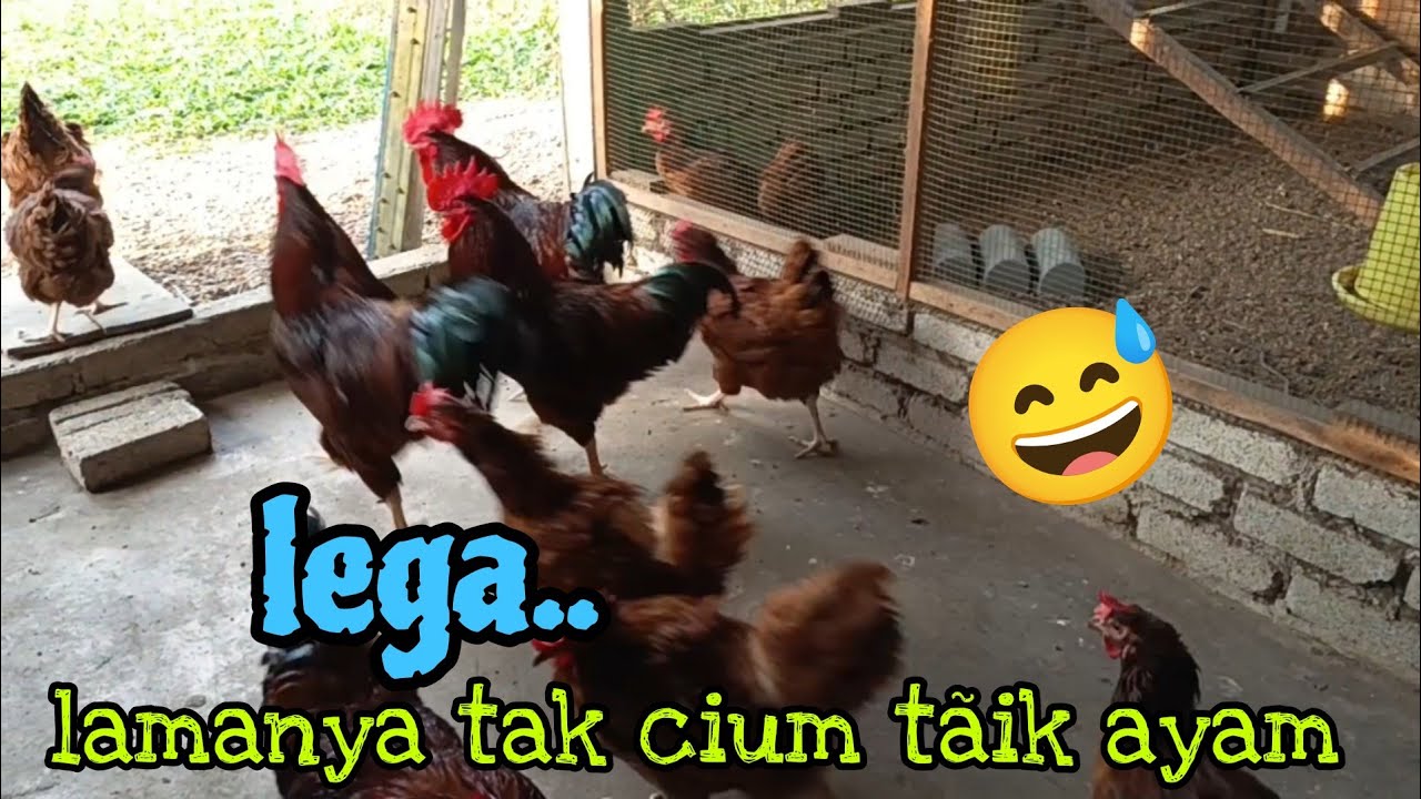 [Episod1612] pak long pergi reban mengkarak. dia buat promosi