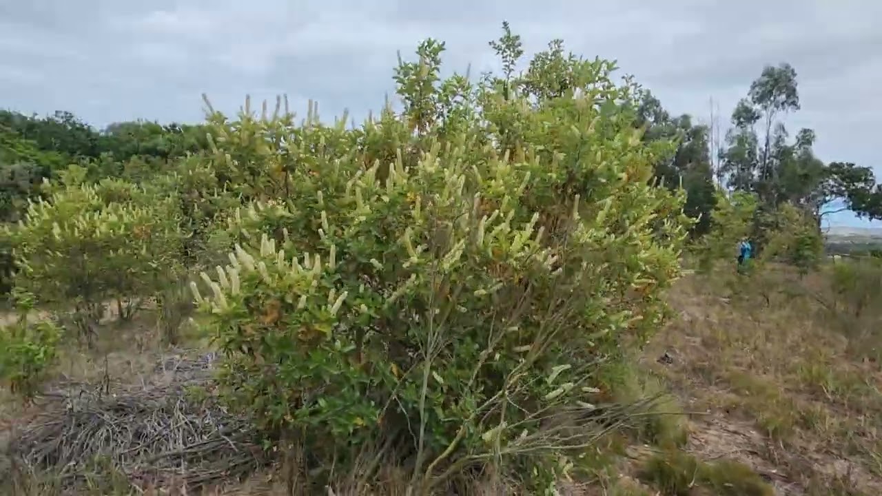 Amenabar Propiedades Vende, Parcela en Campomar 2. Mantagua. 5.000m