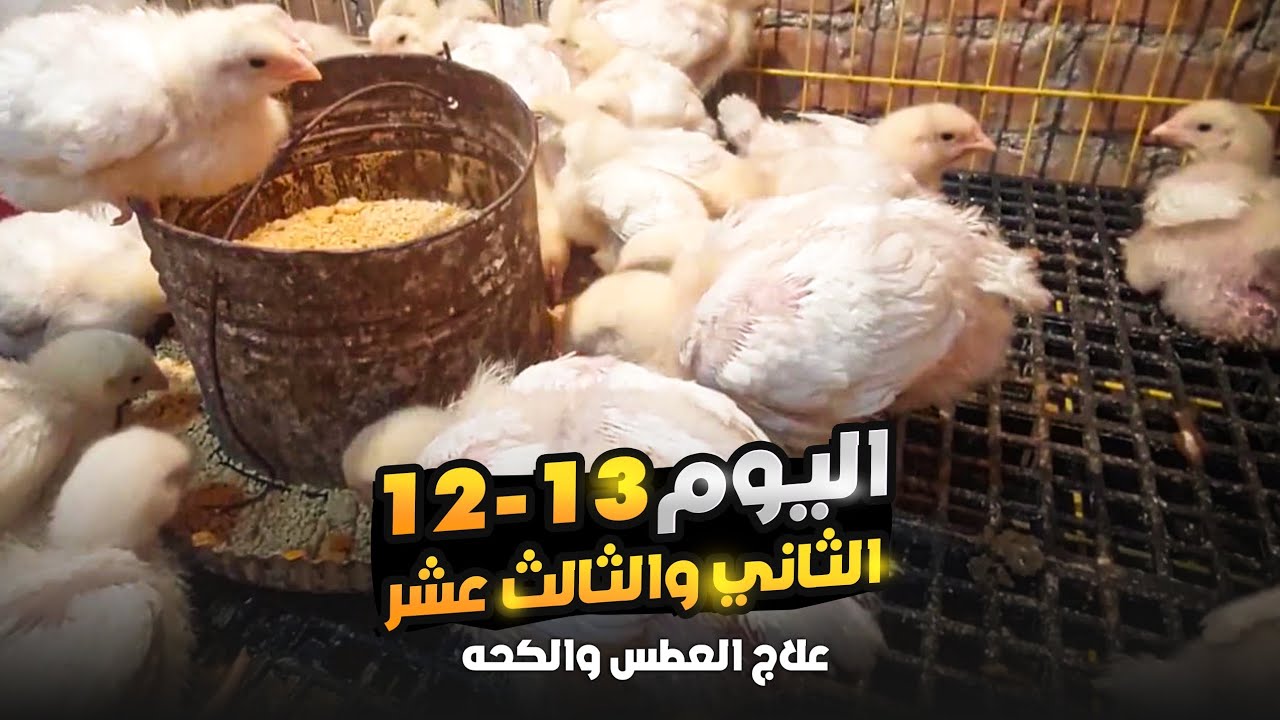 علاج العطسه 😷والكخه والطشمه😷 ودمعه العين👀 بسقوه زيت 🫗🫗من العطار من اول سقوه ممتازه 💯💯