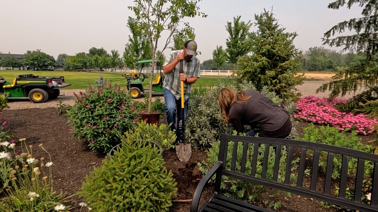 Planting a Bunch of Echinacea, Asters & a Serviceberry Tree! 🌸🌳🌿 // Garden Answer