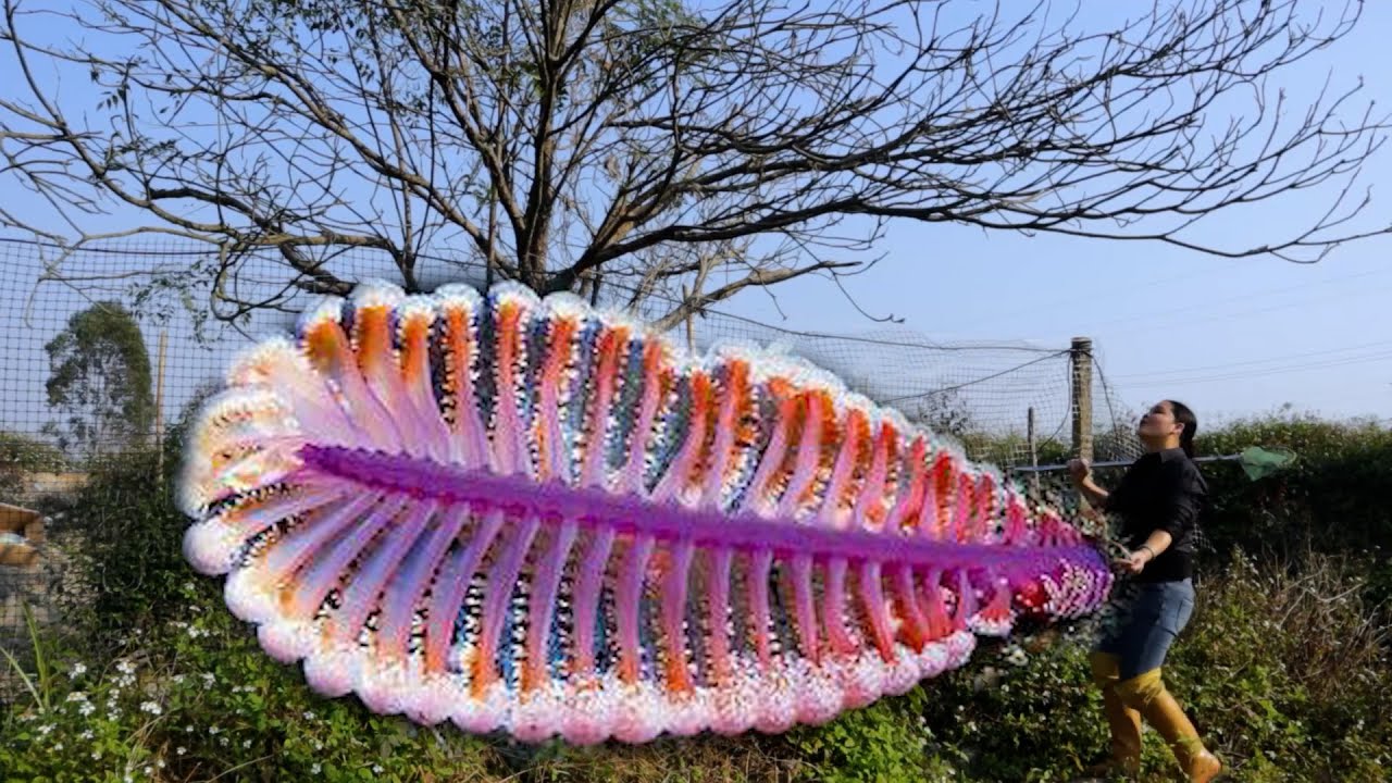 Have you ever seen such a big clam? There are also precious red pearls