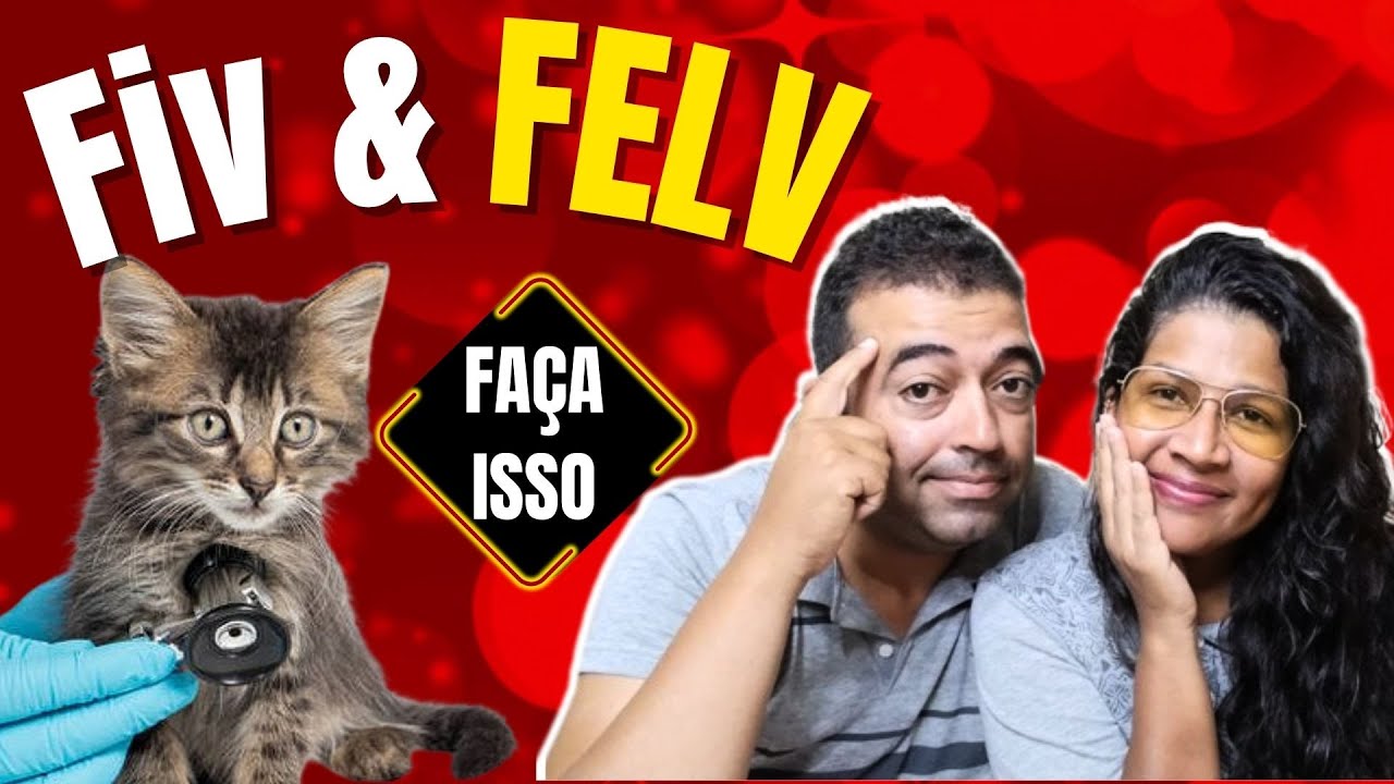 11 DICAS Para seu Gato VIVER MUITO com a FIV e  FELV