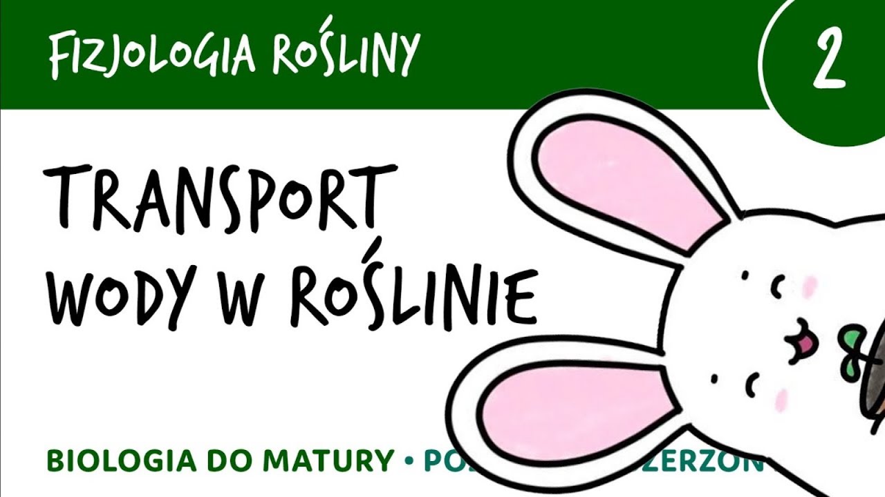Fizjologia roślin 2 🌱 Transport wody w roślinie - matura liceum biologia rozszerzona