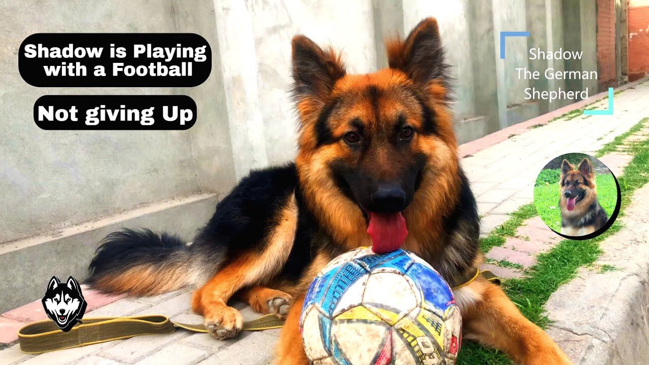German Shepherd Playing Football || 4K edition