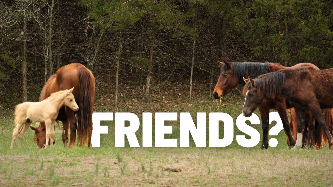 Our TINY Foal Meets The Herd! ( FIRST TIME )