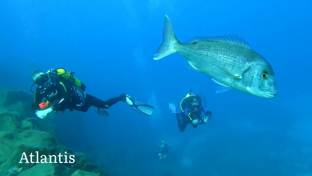 Large Bocinegro Follows Divers in Protected Waters of Atlantis, Los Gigantes, Tenerife