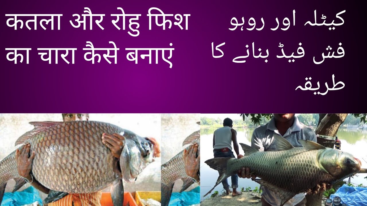 कतला और रोहु फिश का चारा कैसे बनाएं | Katla aur rohu fish ka chara Kaise banaen #fishing #rohu