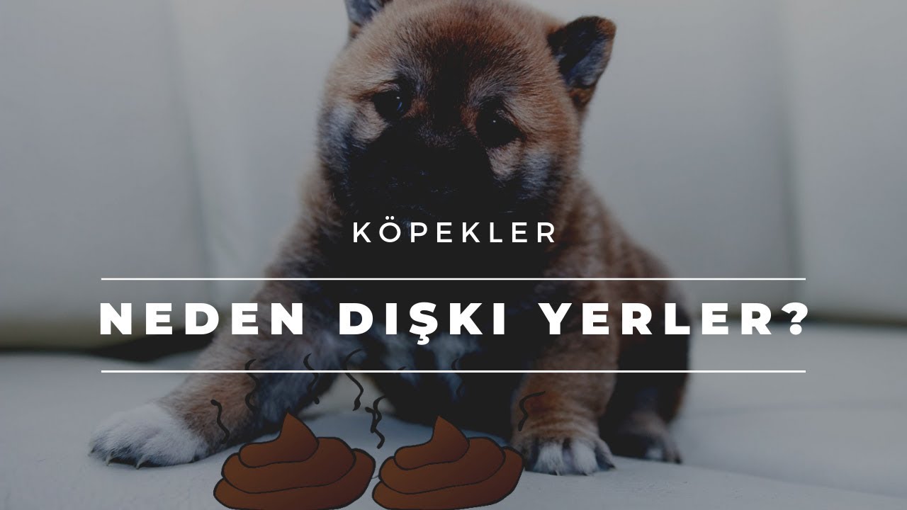 Köpeğim Dışkısını Yiyor | Köpek Eğitimi Videoları