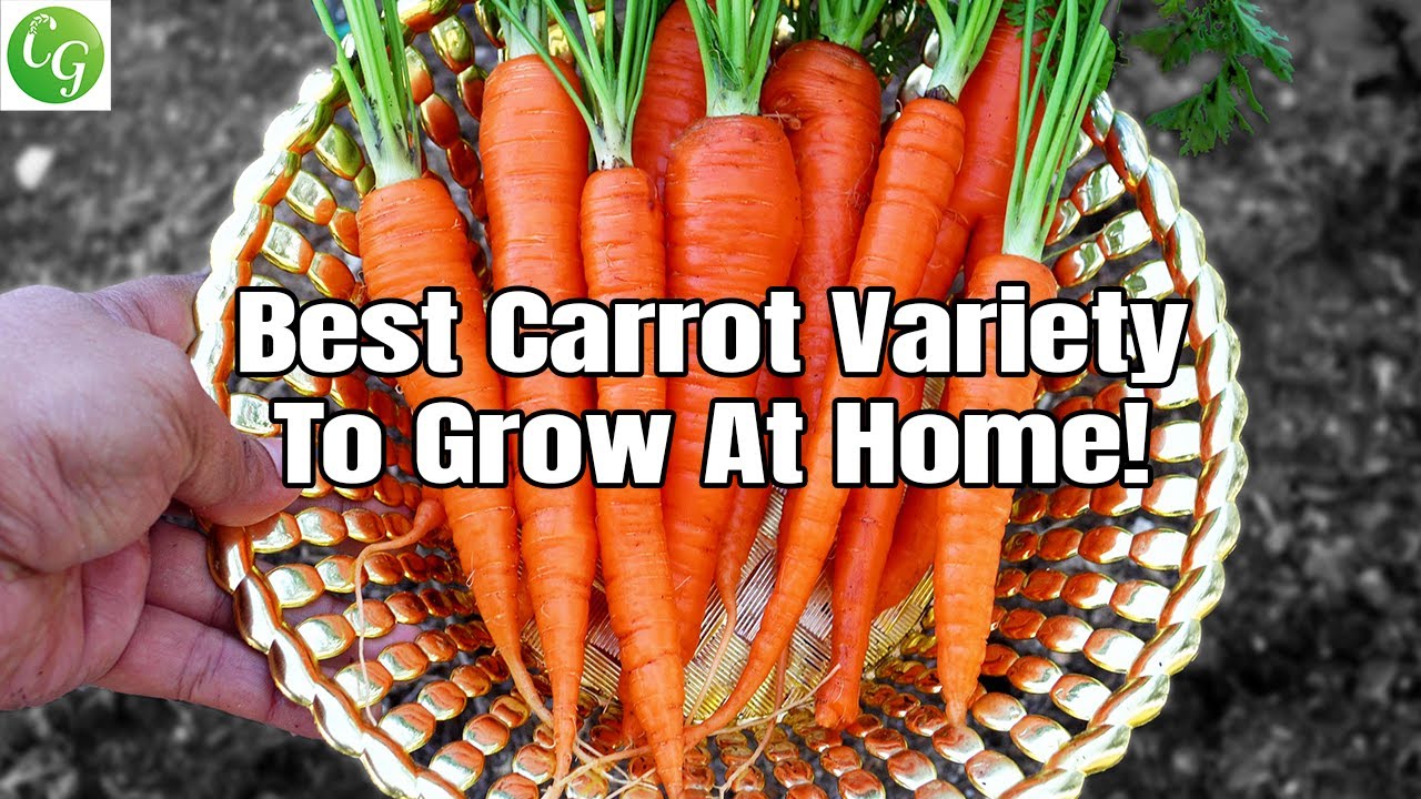Growing Carrots : Best Carrot Variety You MUST Grow in your garden!