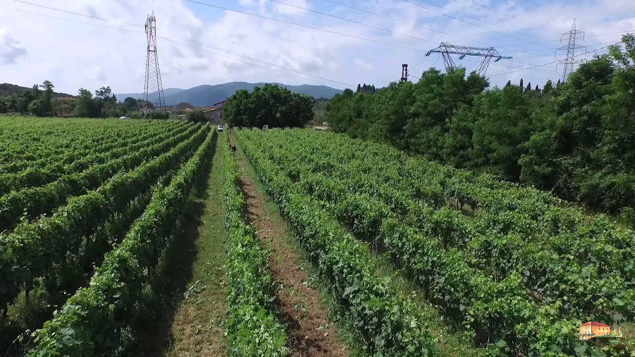Cimatura vigneti del Monticello Sarzana