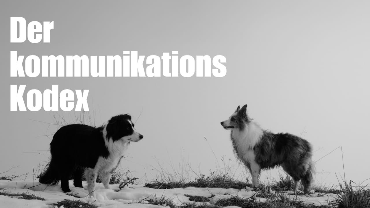 Das Kommunikationsproblem hinter der Hund-Mensch-Beziehung- Kommunikativer Kodex