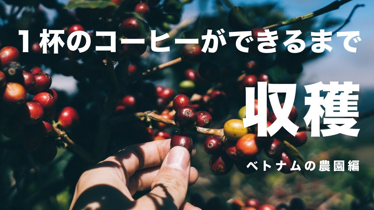 １杯のコーヒーができるまで。貴重なベトナムのスペシャルティコーヒー収穫の様子をご紹介。