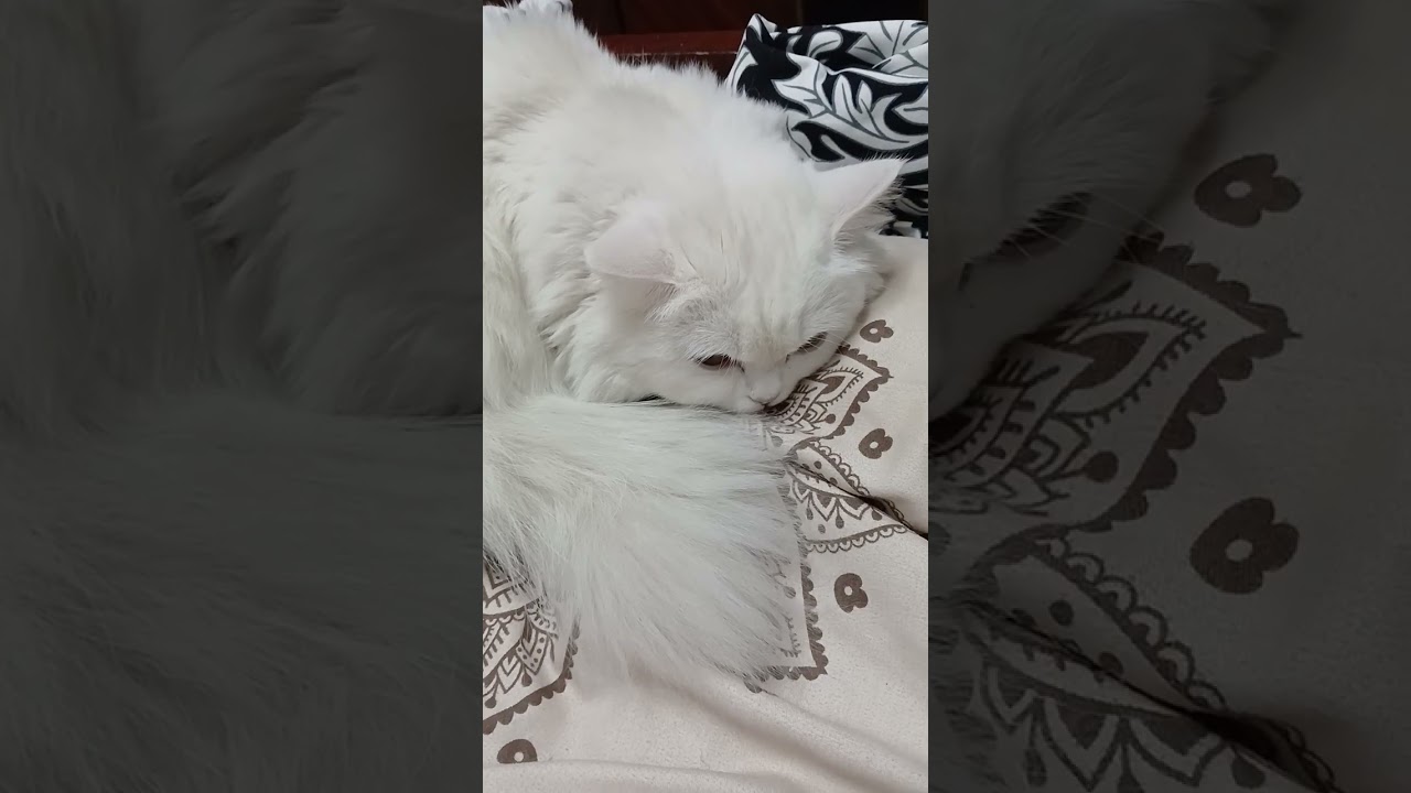 حكاية صحبة بوسبوس و طريقتها معاه ........