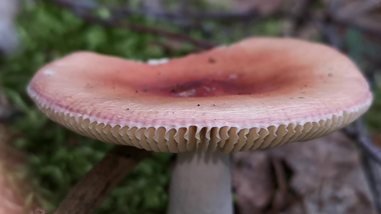 Another red Russula