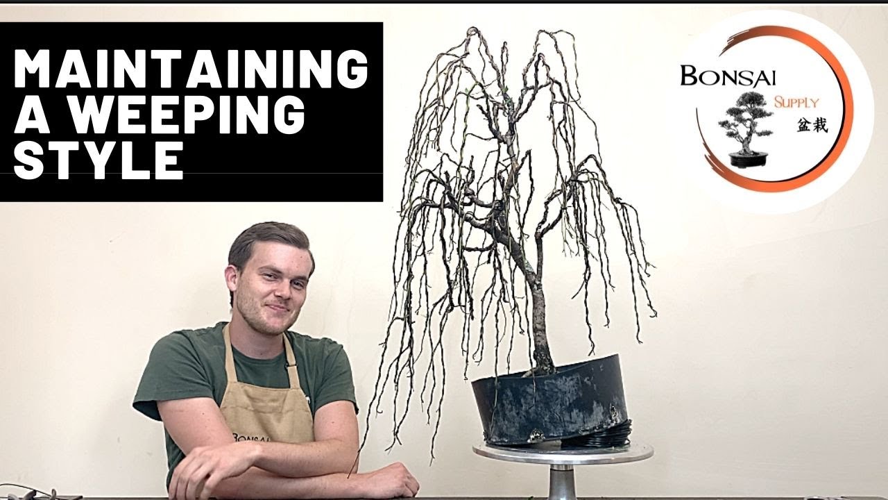 How to maintain a weeping style bonsai | The Bonsai Supply