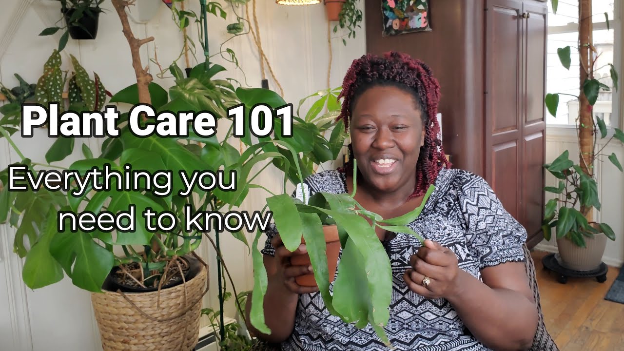 Watering, Light, and More: Optimal Epiphyllum Oxypetalum Care for Beginners