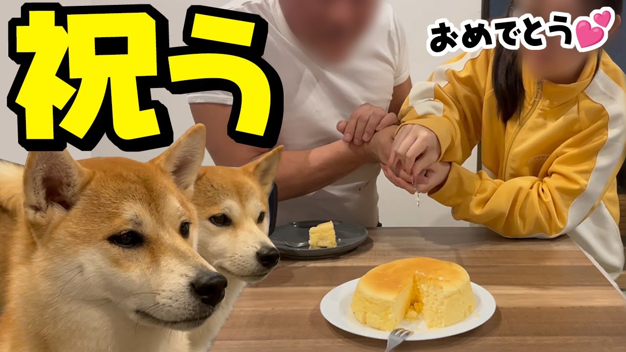 柴犬姉妹と娘でパパの誕生日をお祝いしたら落ち込む結果に…