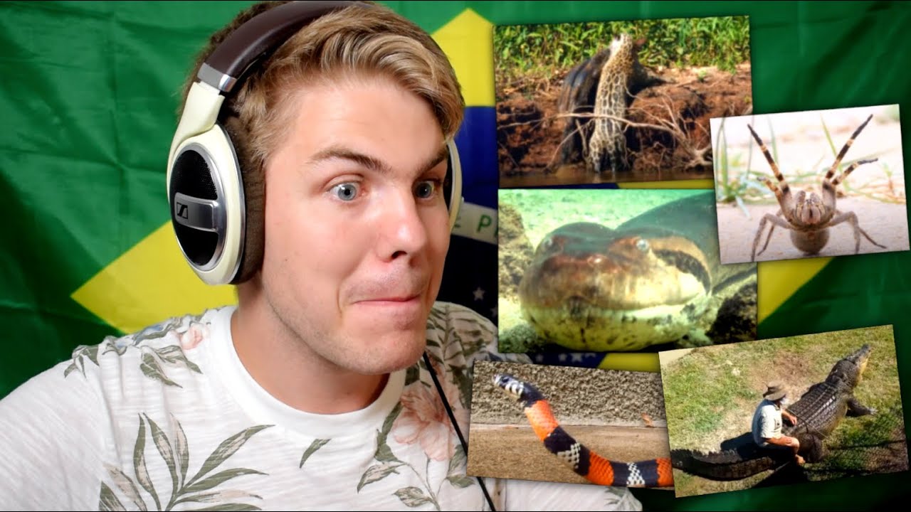 TOP 6 ANIMAIS MAIS PERIGOSOS DO BRASIL! | GRINGO REAGINDO