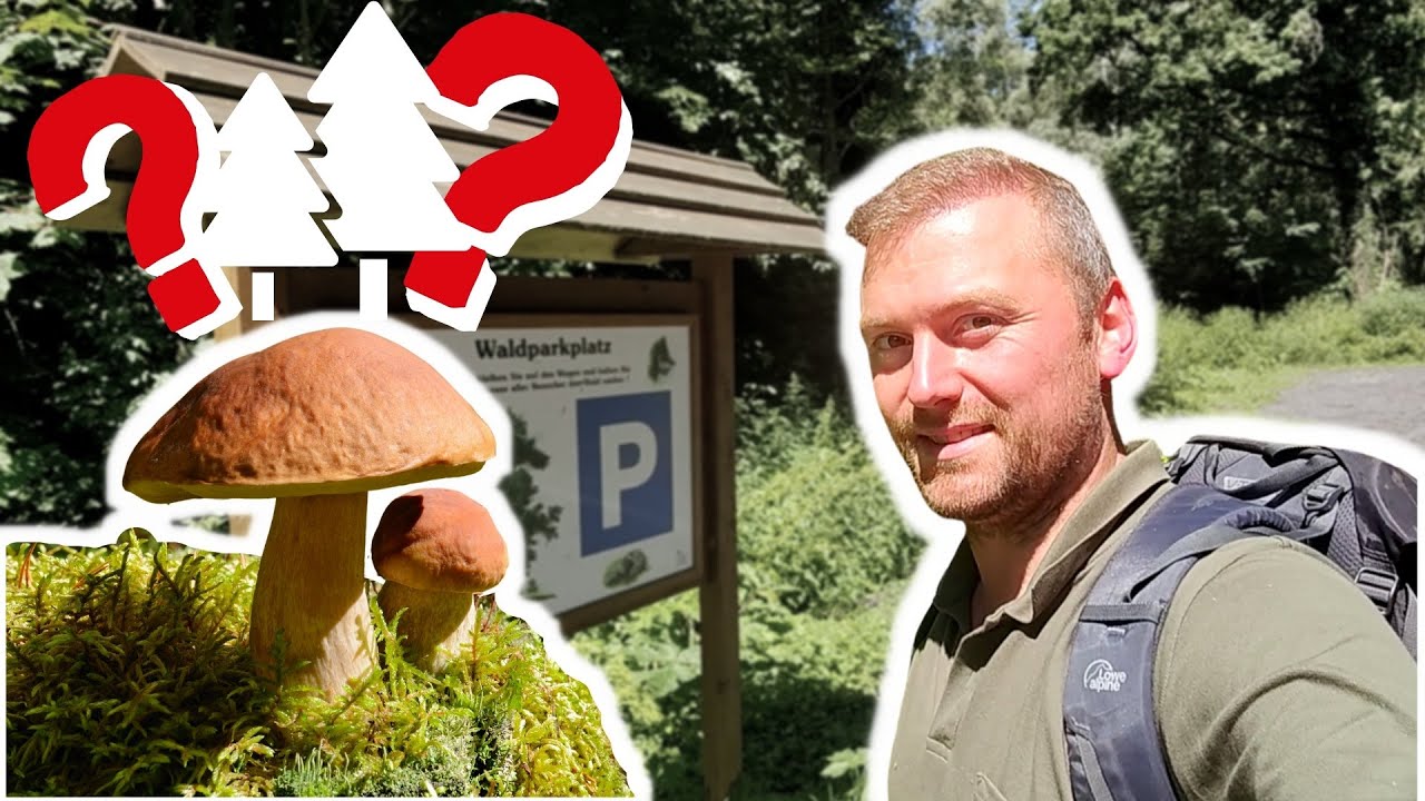 Gibt's schon Steinpilze im Nadelwald? Wie schaut es aus mit Pfifferlingen? Pilze sammeln im Sommer 🍄