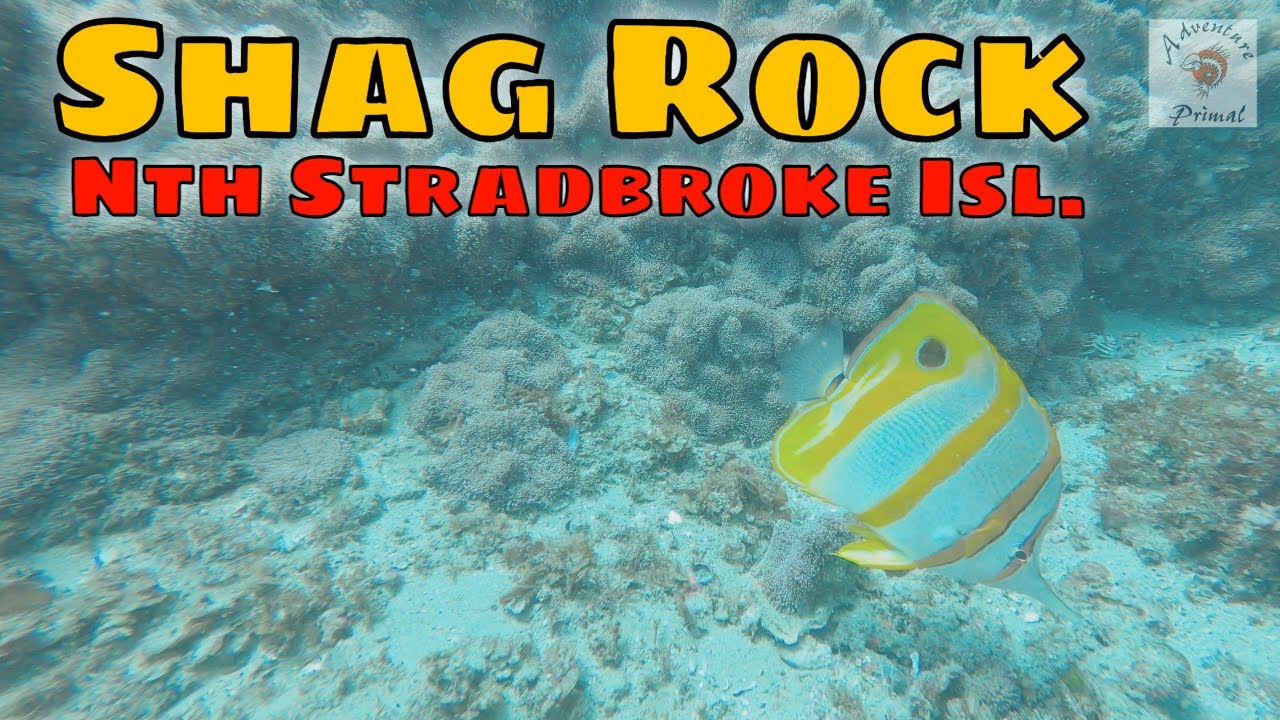 Scuba Dives North Stradbroke Island – Shag Rock