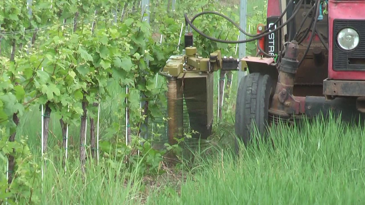 Vine stem cleaner