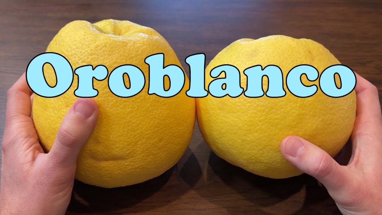 Oroblanco Grapefruit Tasting