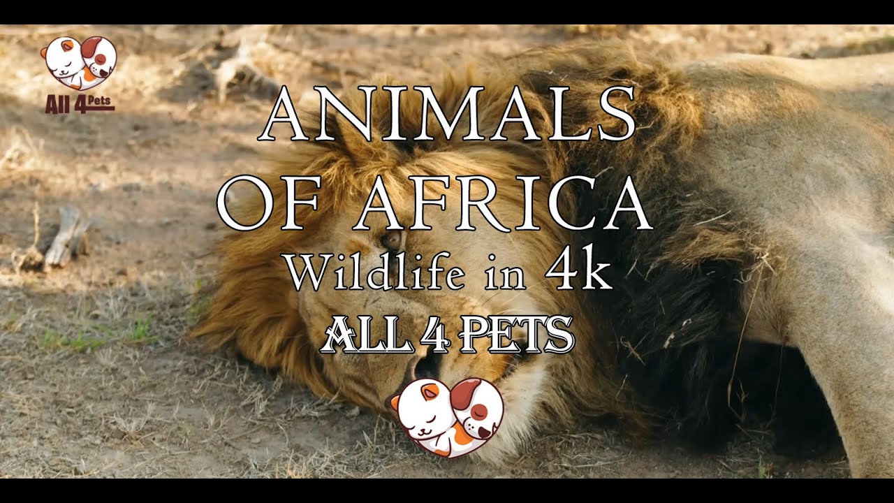 Animals of Africa 4K | All 4 Pets Film with Calming Music | African Wildlife | All 4 Pets