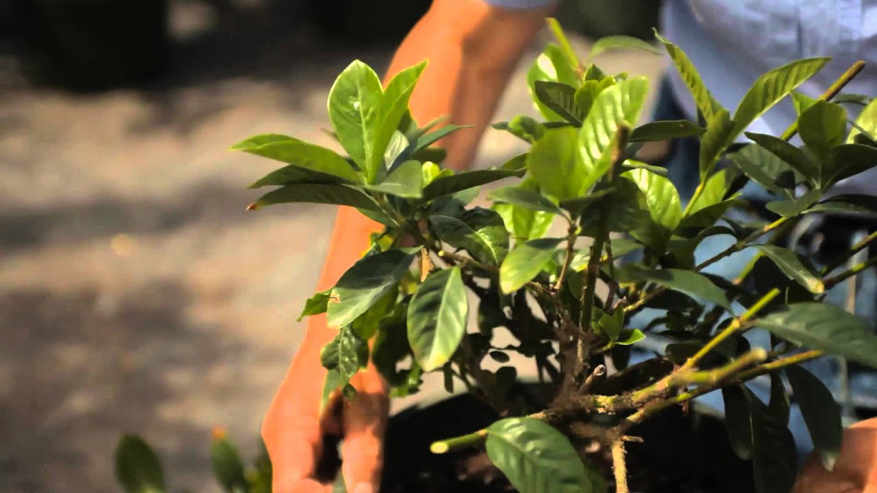 Guide to Pruning a Gardenia Bush : Garden Savvy