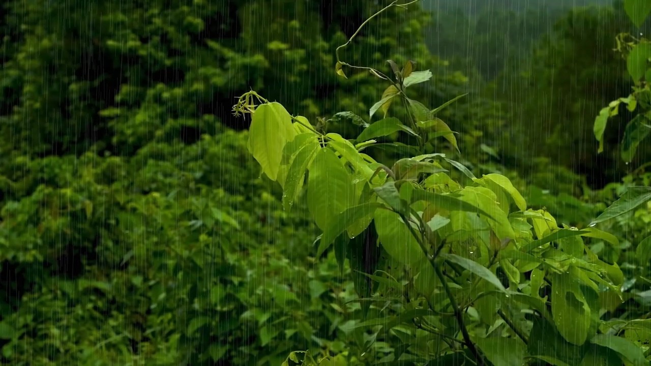 Overcome Stress & Sleep Instantly with Heavy Rain in a Beautiful Forest Garden | Focus, Spa, Calm
