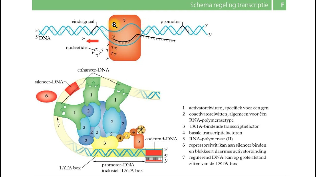 Binas tabellen - DNA replicatie, transcriptie, translatie