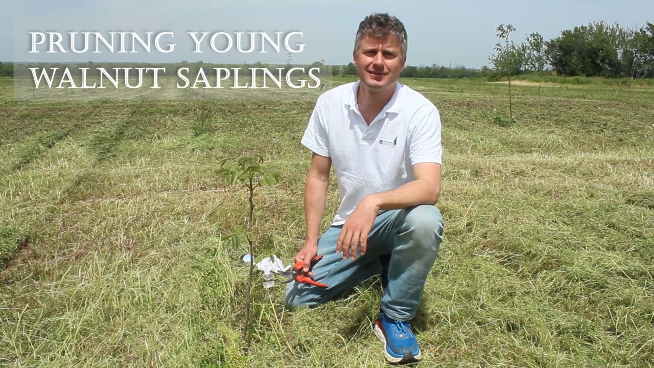 Walnuts-Bulgaria - Proper pruning of 1-year-old walnut trees