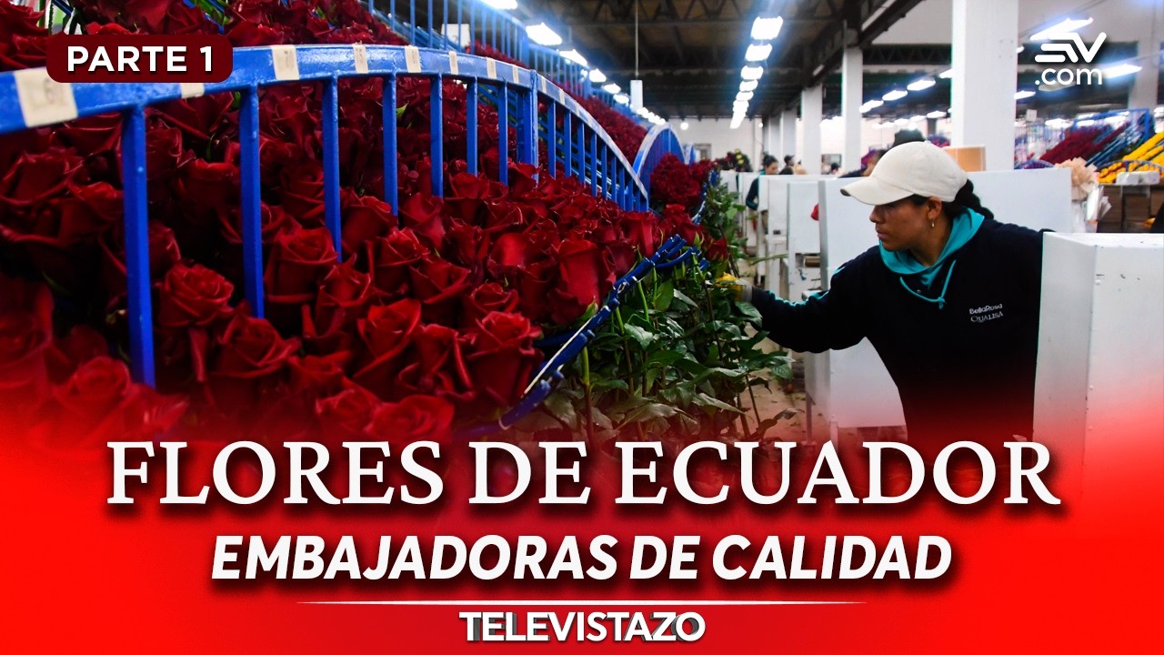 Exportación de flores en Ecuador por San Valentín | Especial de Televistazo | Ecuavisa