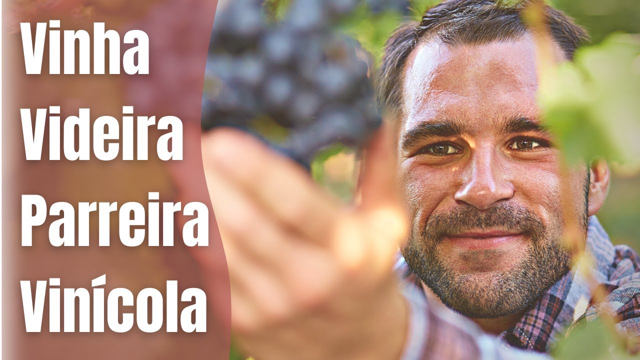 O que &eacute; Vinha? 🍇 Walter Sommelier