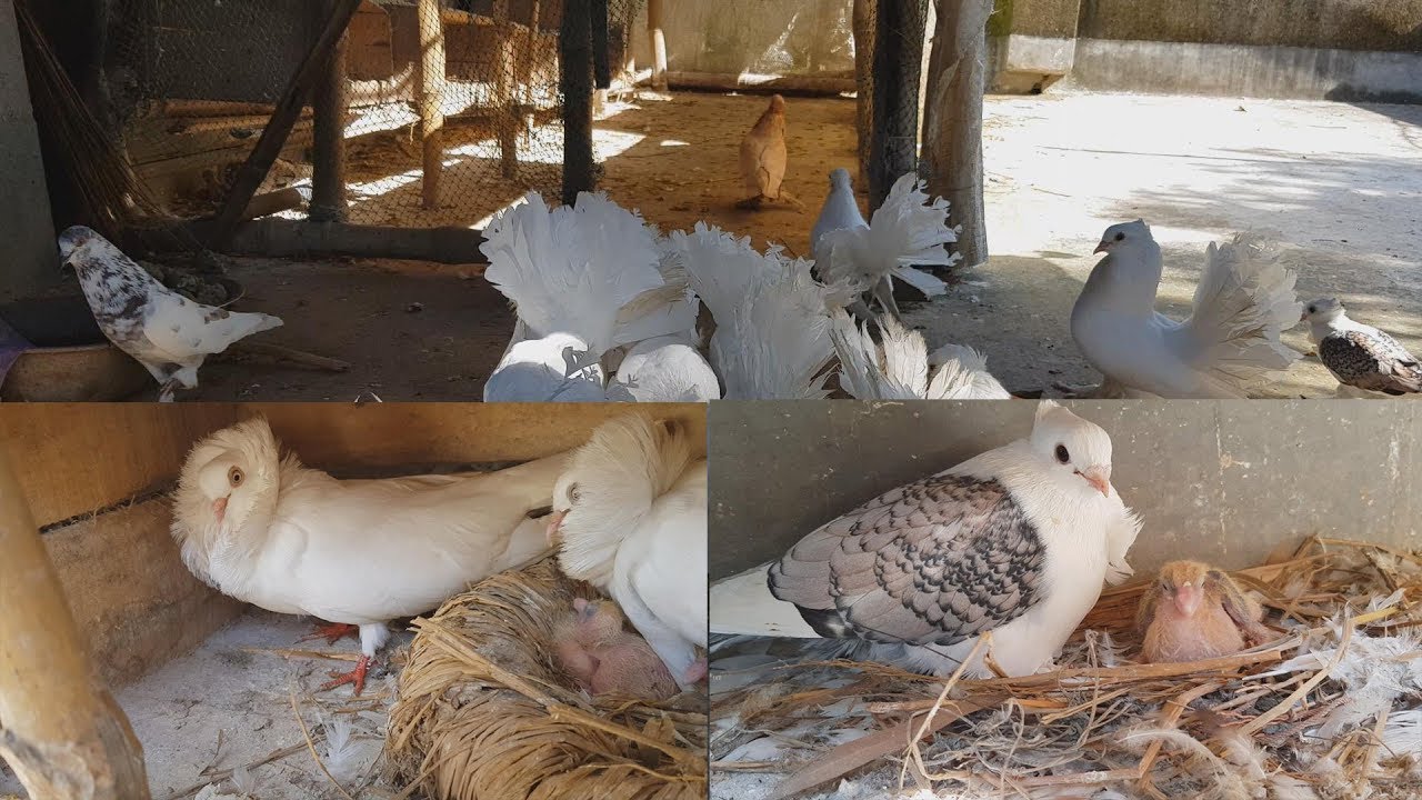 Pigeon Breeding And Earning Money / Pigeon Breeding Farm Visit / Pigeon Care Treatment tips