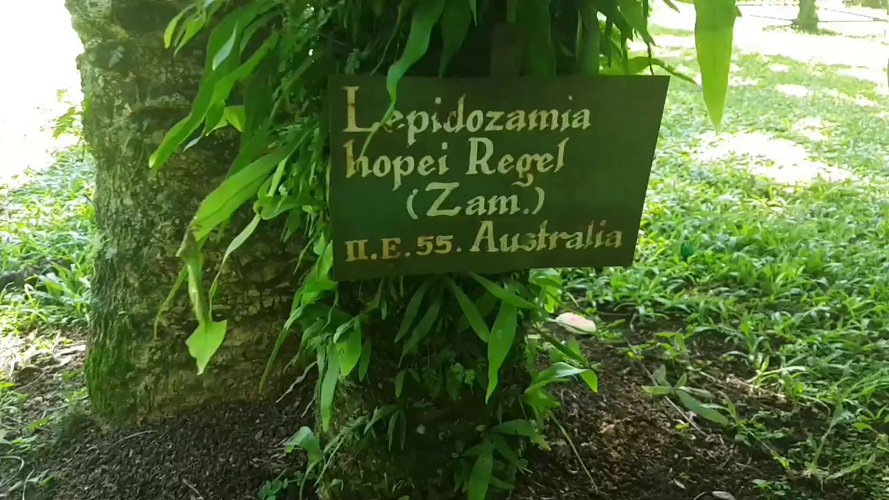 Lepidozamia hopei Regel
