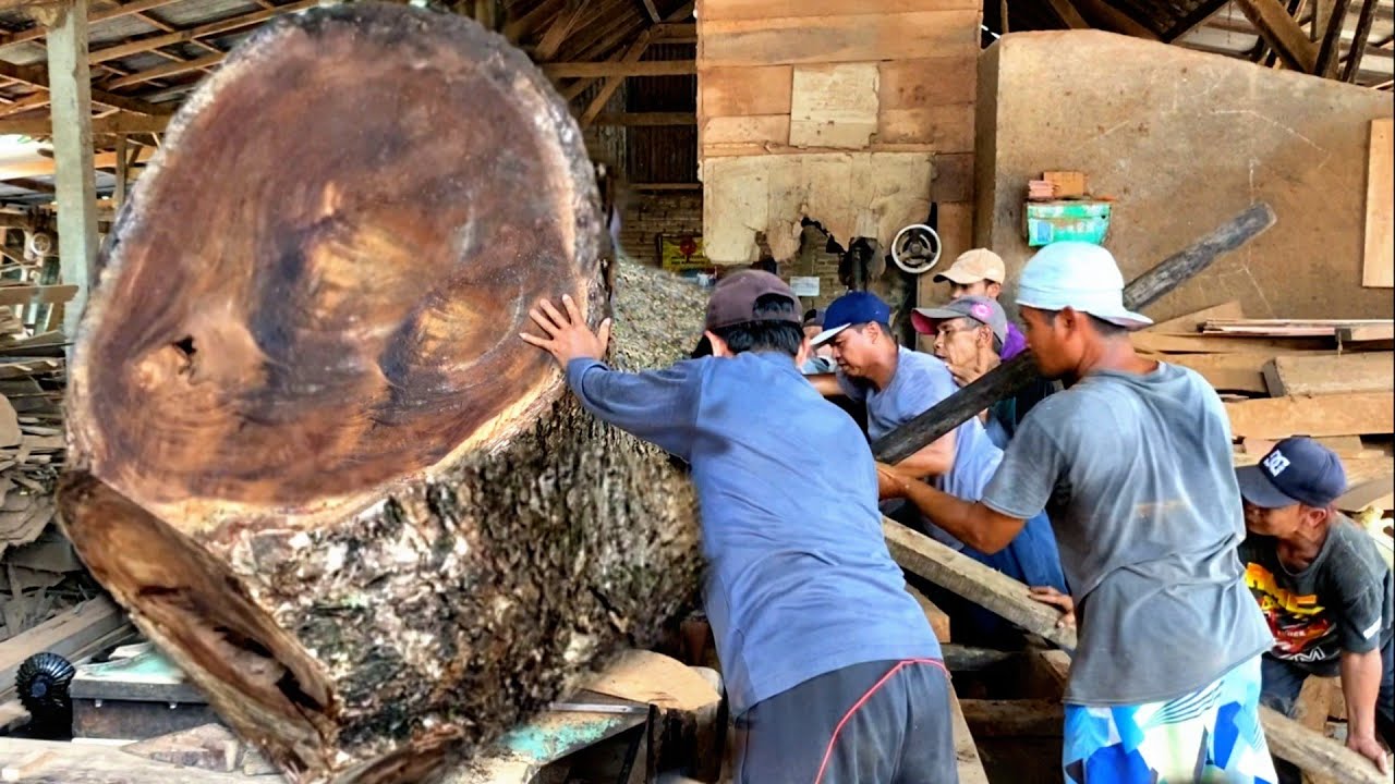 The People are in an Uproar! Sawing Suar Big Wood Using a Dangerous Manual Method