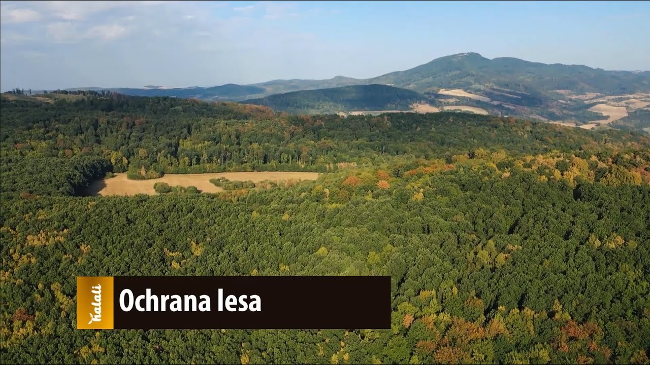 Problémy v ochrane lesa