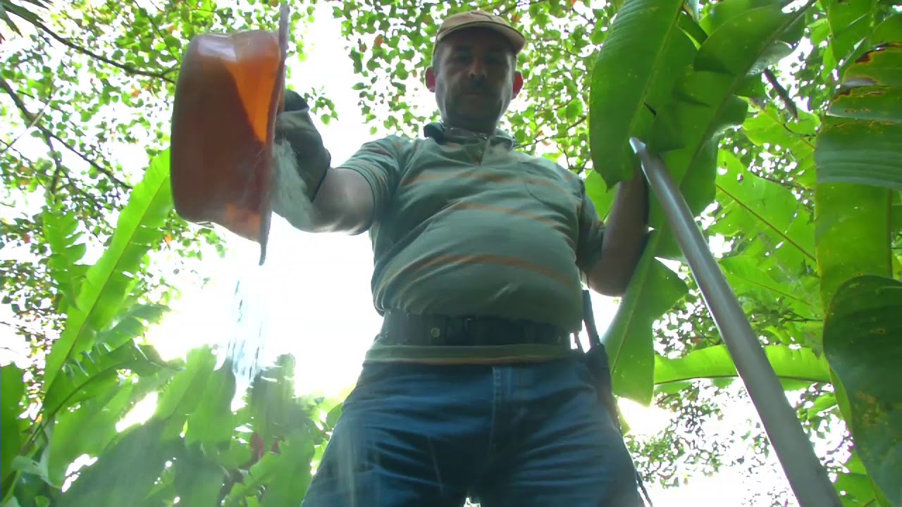 Agricultura al Día - ¿Cómo sembrar las heliconias?