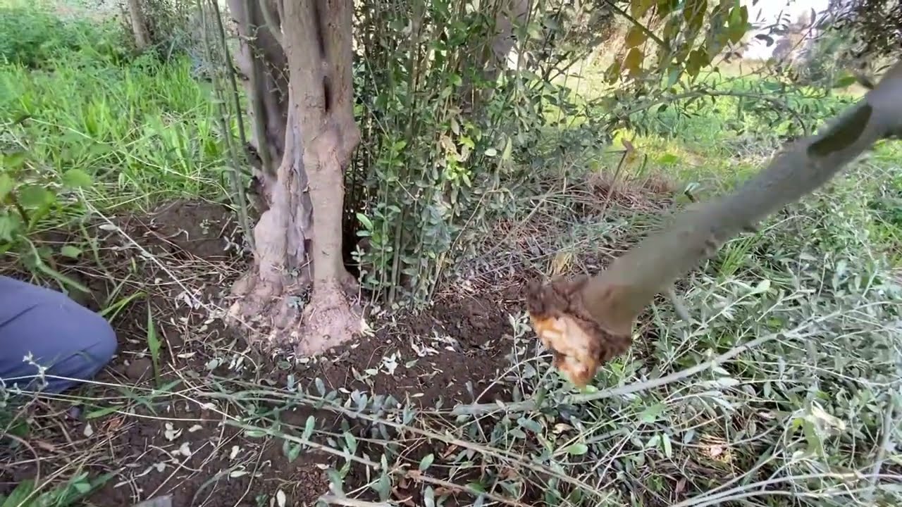 إكثار الزيتون بواسطة السرطانات