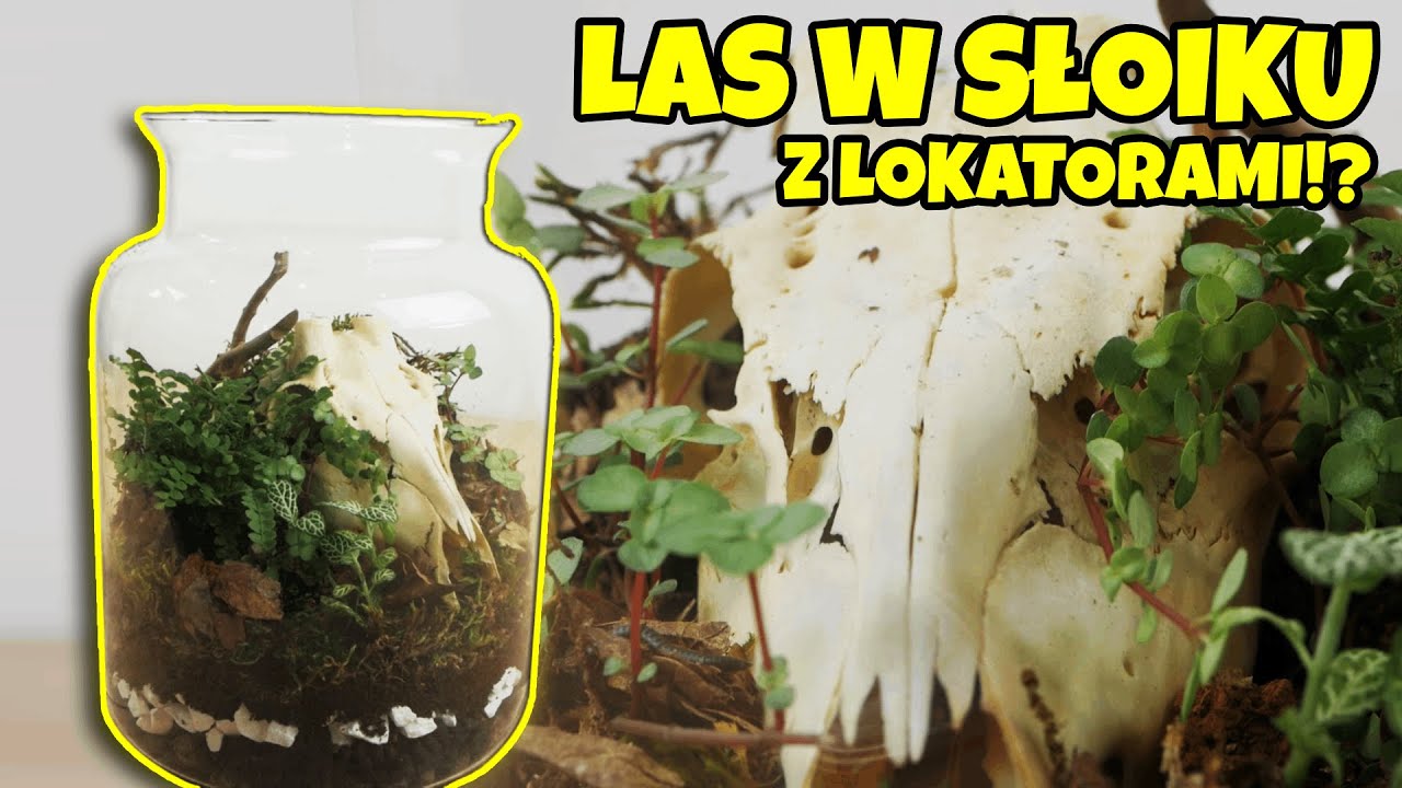 Las w słoiku z żywymi zwierzętami i prawdziwą czaszką!?