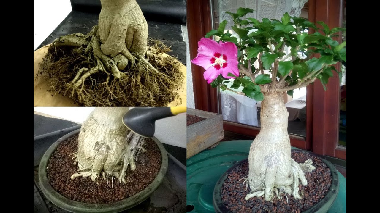 DeUul - Bonsai Art - Einführung Bonsai / Hibiskus Umtopfen Teil 3/3