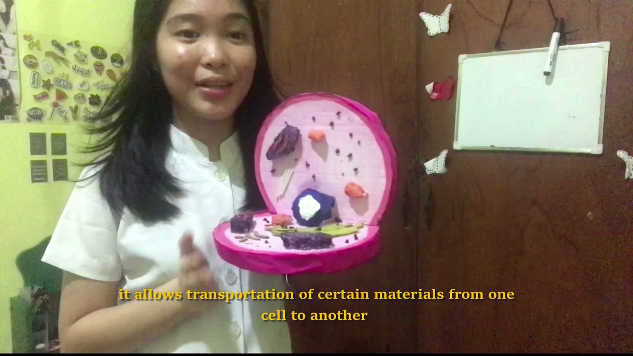 ANIMAL CELL 3D MODEL