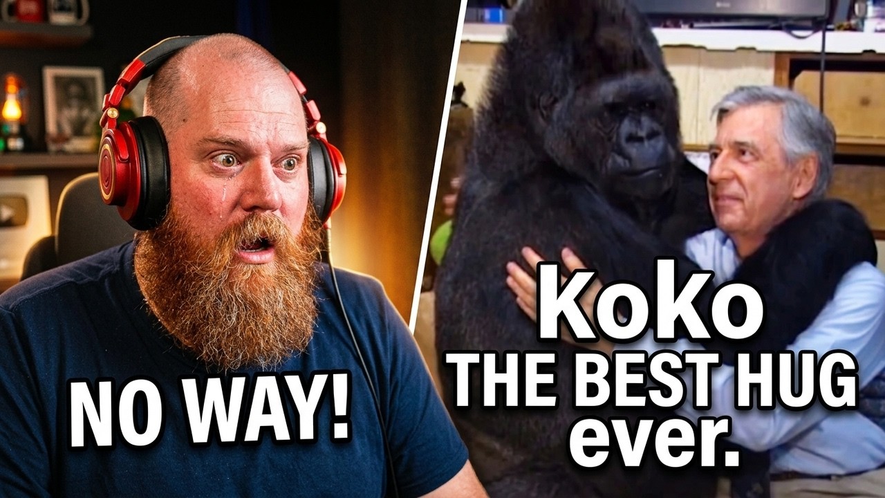 Aussie Reacts to Mr Rogers and Koko the Gorilla