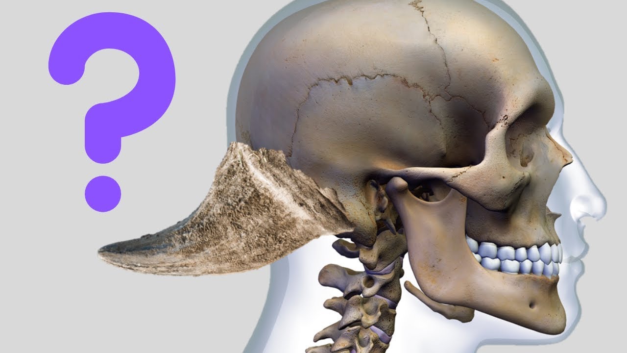 Horns Are Growing On Young People&rsquo;s Skulls?  Is Phone Use To Blame?
