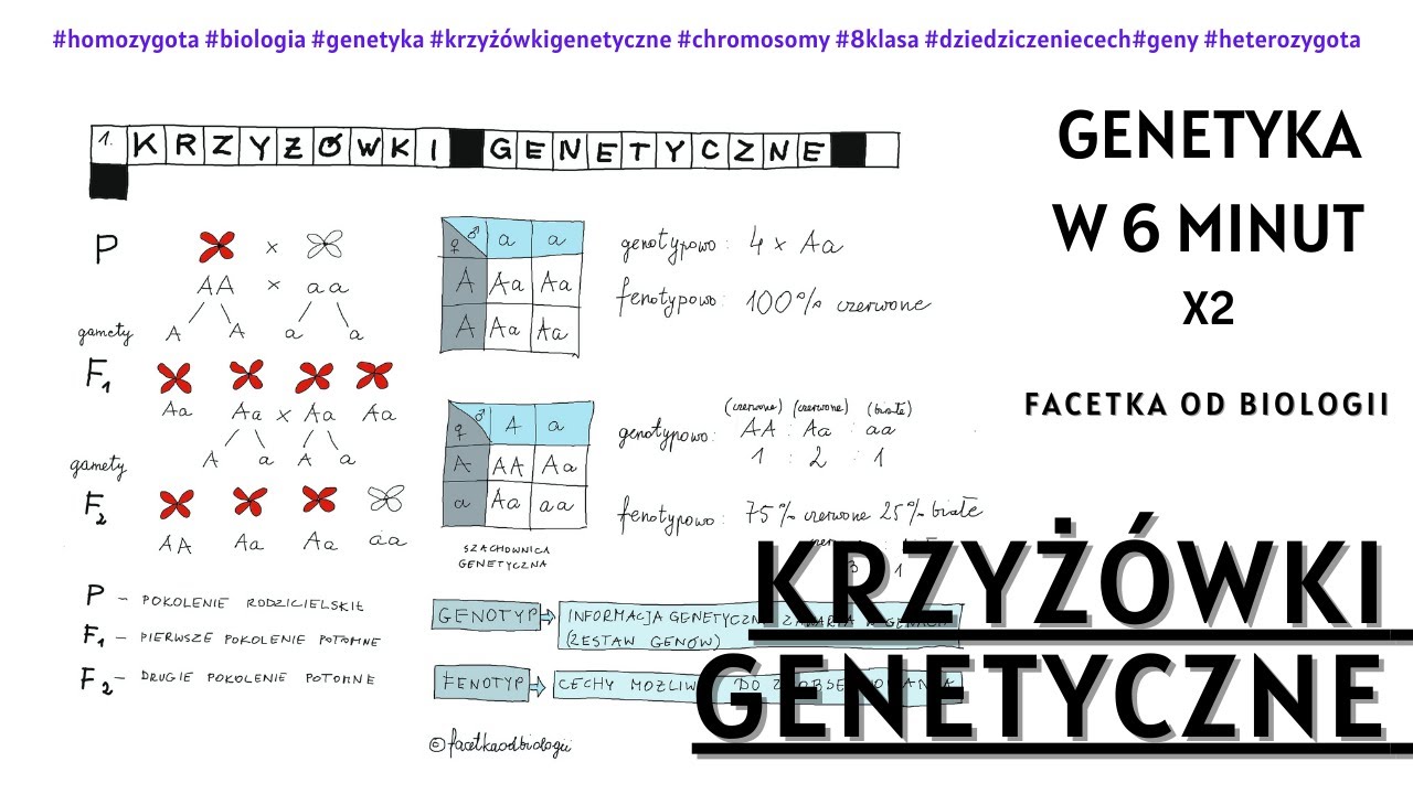 Jak robić krzyżówki genetyczne - Dziedziczenie cech - Biologia [8 Klasa] - Genetyka - Lekcje online